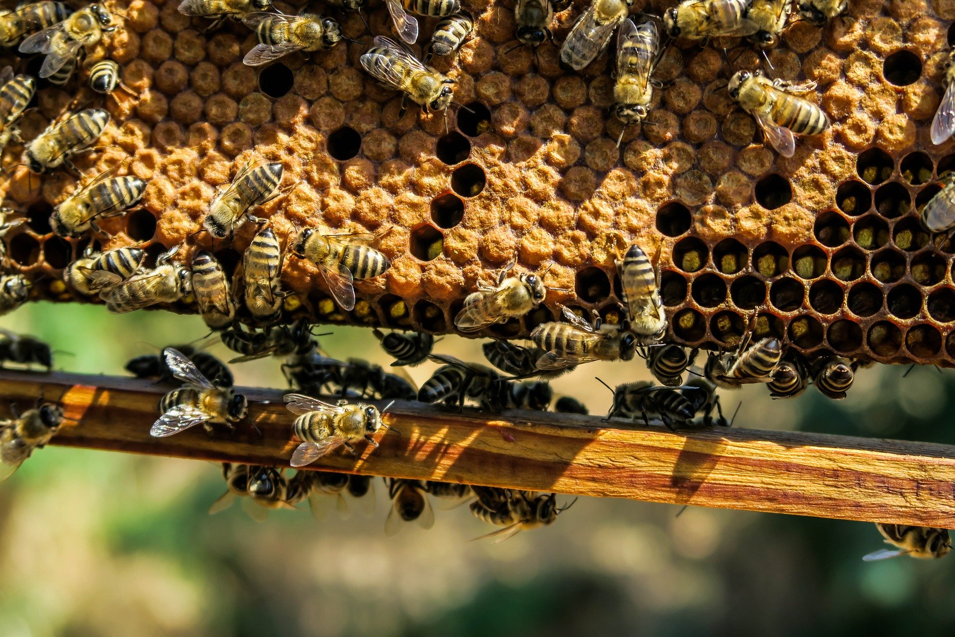 Guest Speaker – Beekeeper of the Year and Apiary Director Jeff Hall