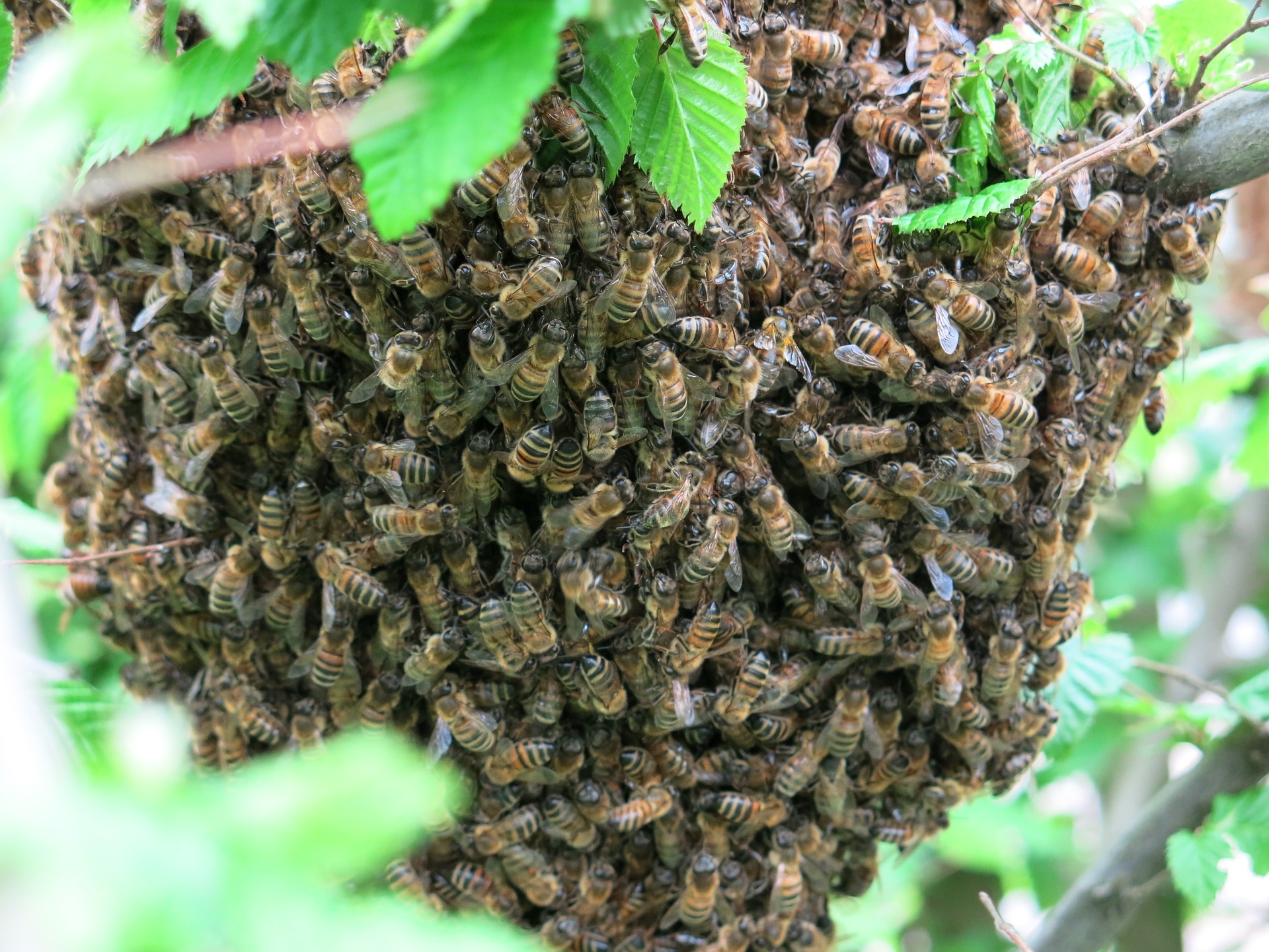 Swarms of Honey Bees