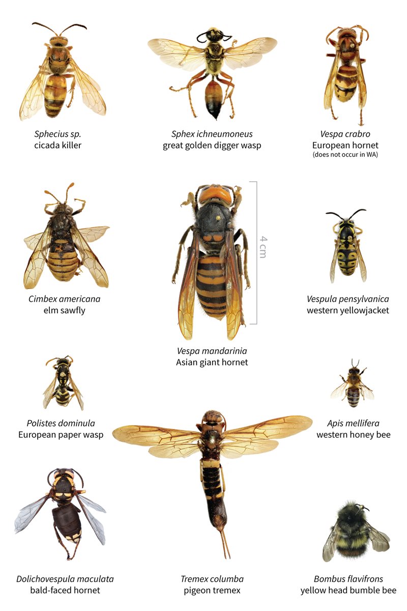 Asian Giant Hornet or Japanese Giant Hornet