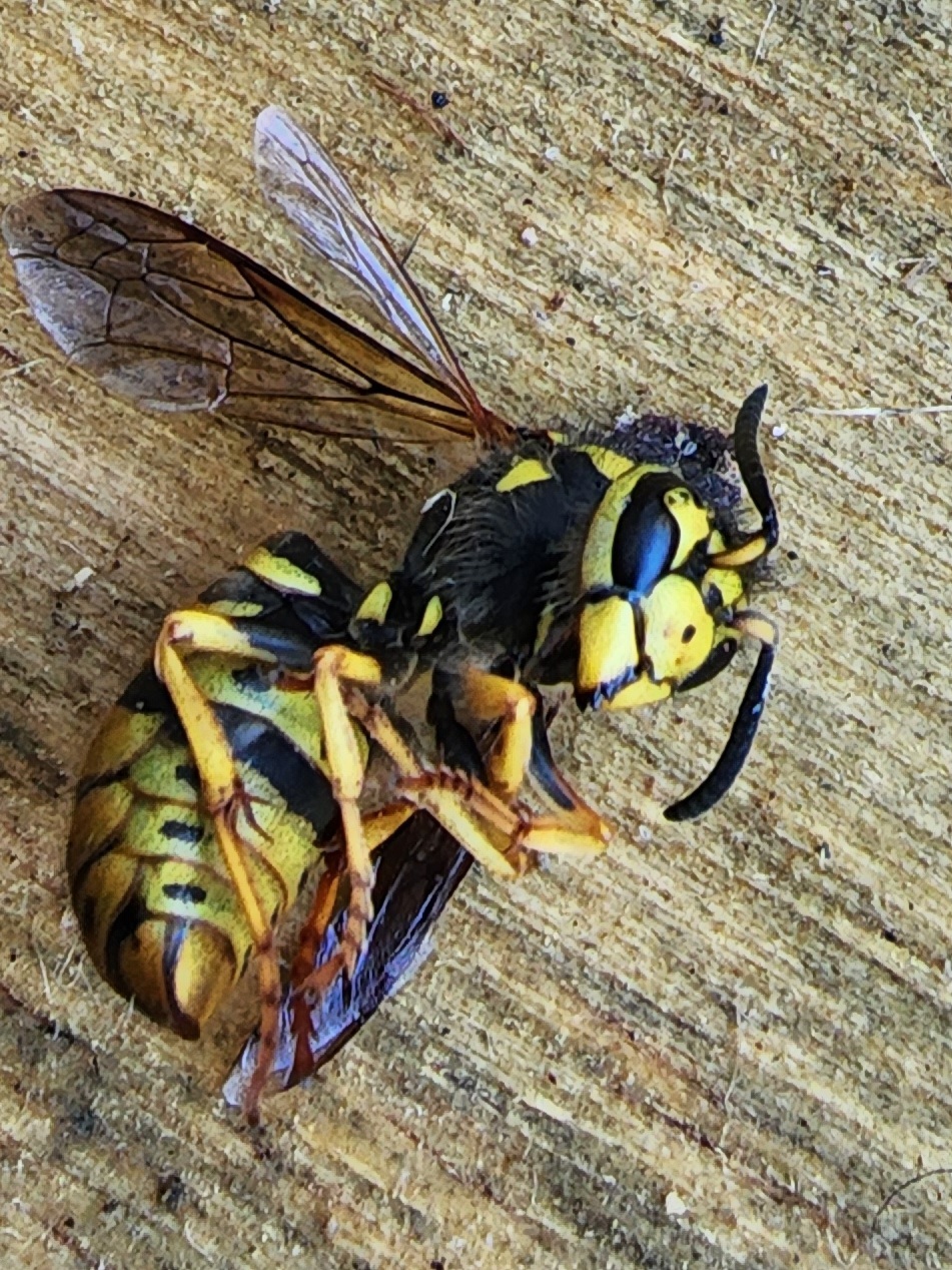 Yellow Jacket queen.